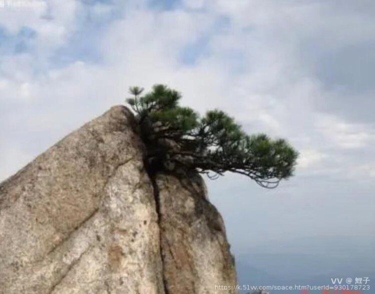 鯉子