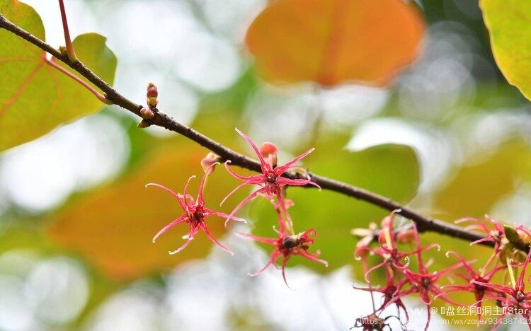 首发花城广州长柄双花木