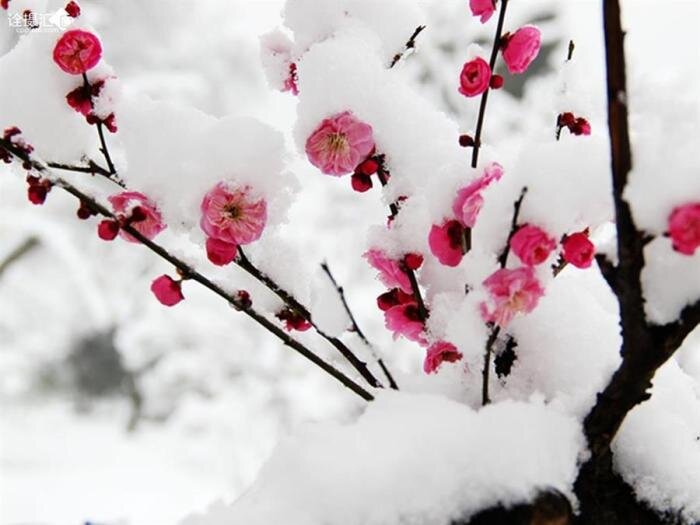 雪压红梅文/希望雪压梅蕊暗香来,徐徐飘土埃枝条梅