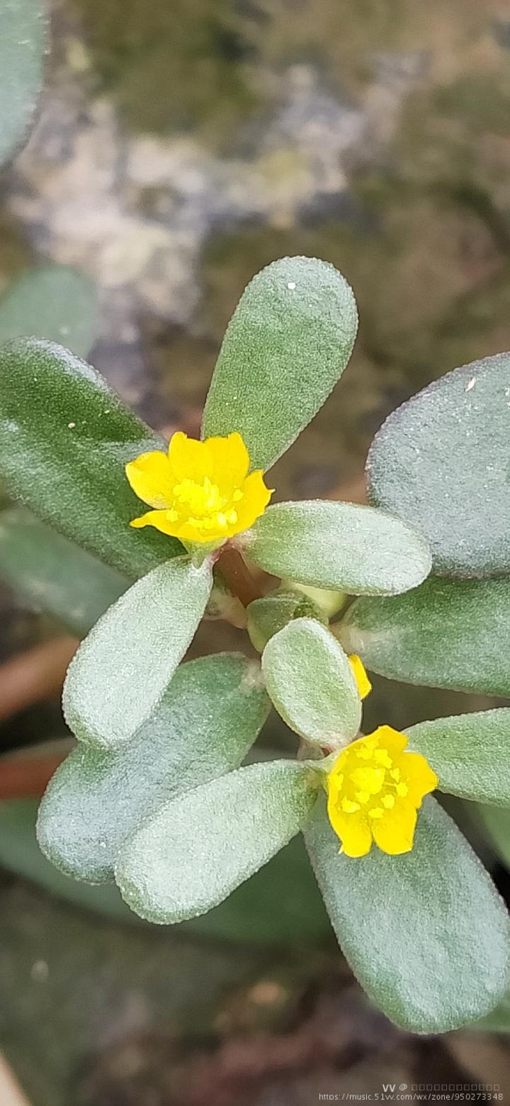 马齿苋,我们这里称为马子菜,其花无梗,午时盛开;苞片叶状;萼片绿色,盔