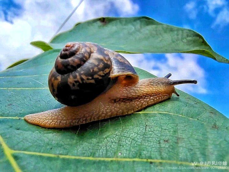 非洲大蜗牛(学名:achatina fulica,玛瑙螺科非洲大