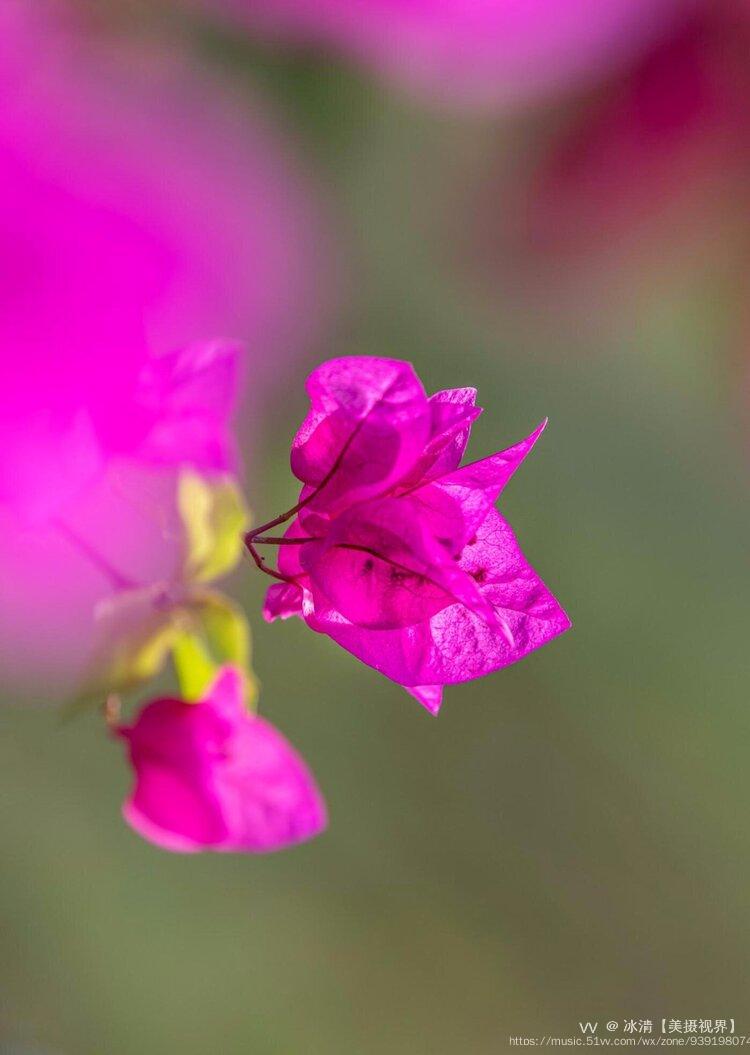 五彩缤纷的叶子花