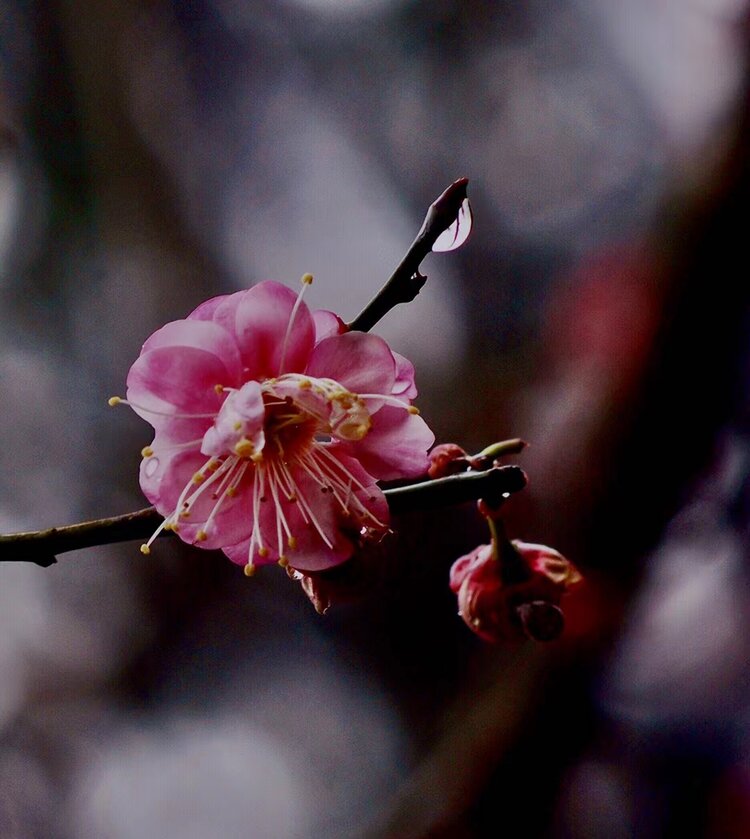 红莓花儿开