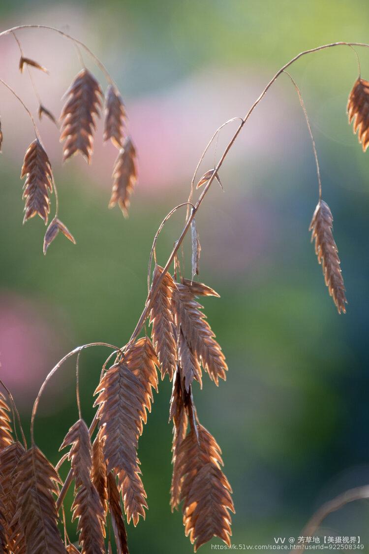芳草地【美摄视界】