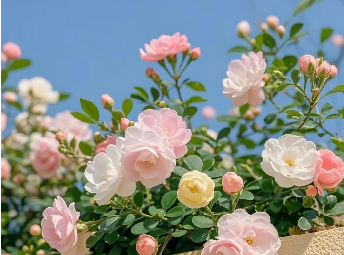 小浅🎤V娱热点