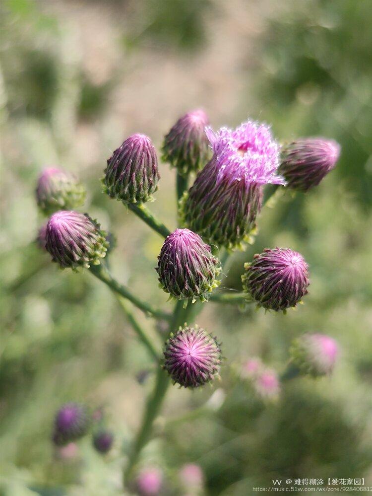 微距刺儿花vⅤ首发