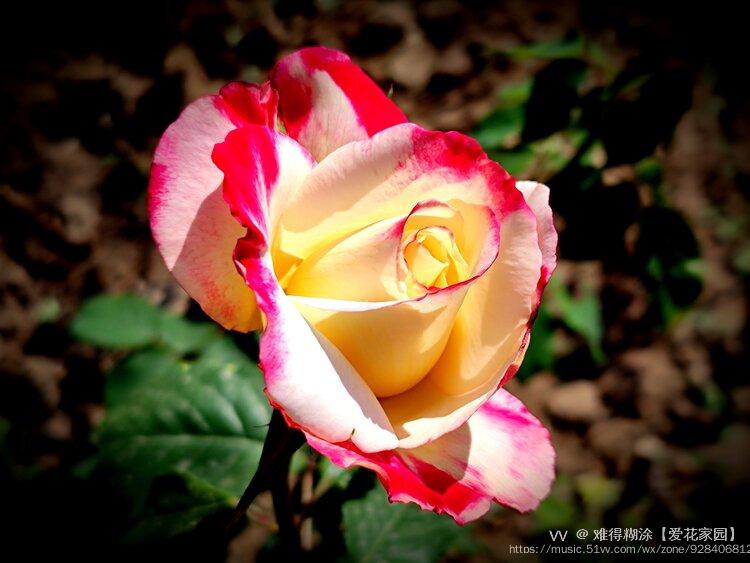 红黄双色月季花【vv首发】