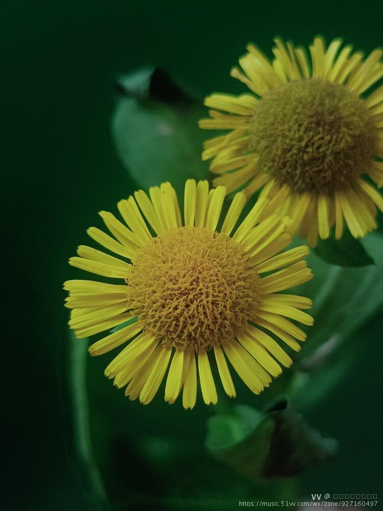 金佛花