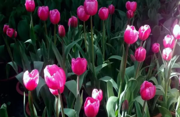 雪儿🎤V娱热点