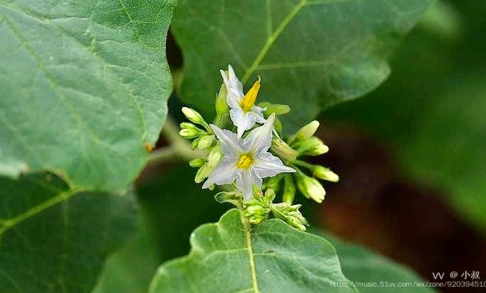 首發花城廣州水茄