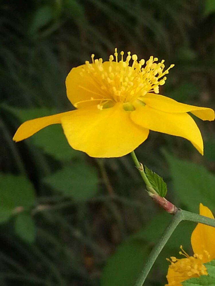 阳春三月棣棠花开得正好,绿的叶子,黄的花朵,相得