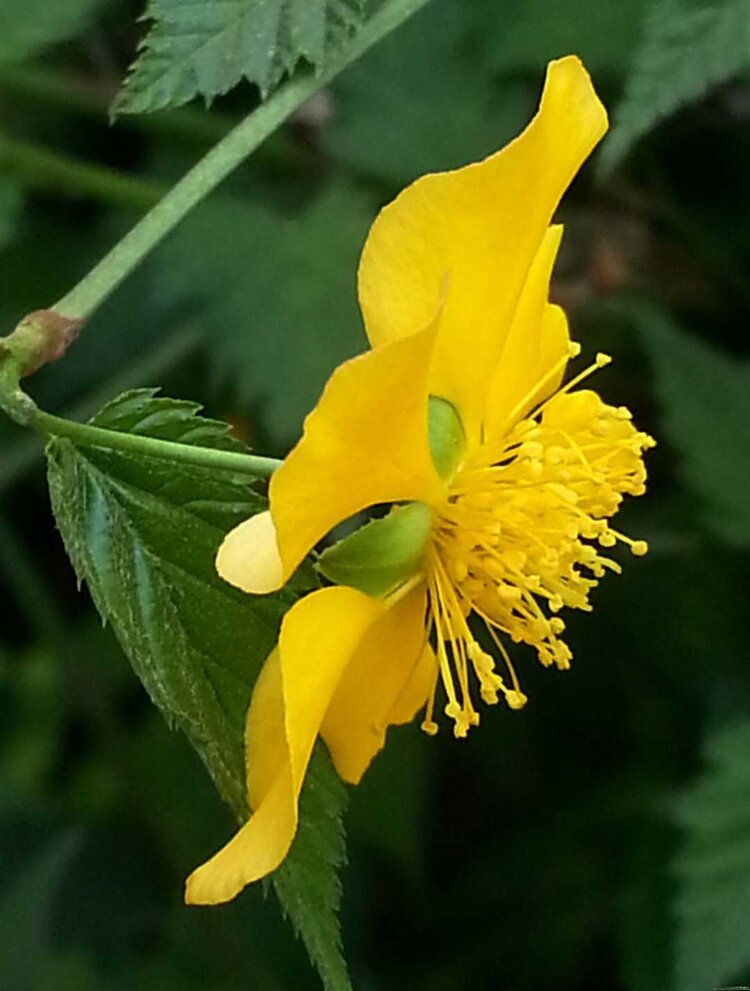 阳春三月棣棠花开得正好,绿的叶子,黄的花朵,相得