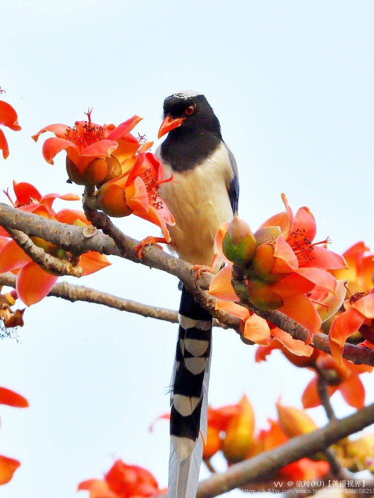 依玲(HJ)【美摄视界】