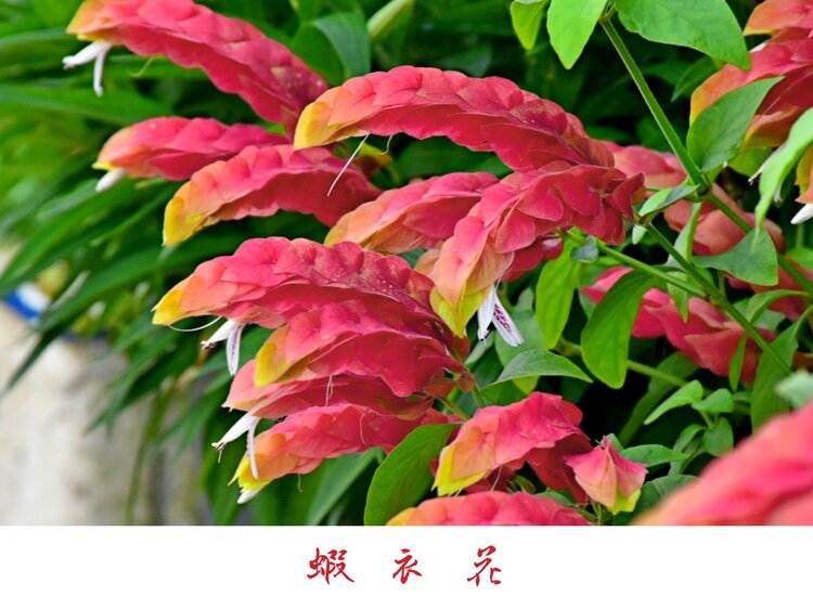 虾衣花首发