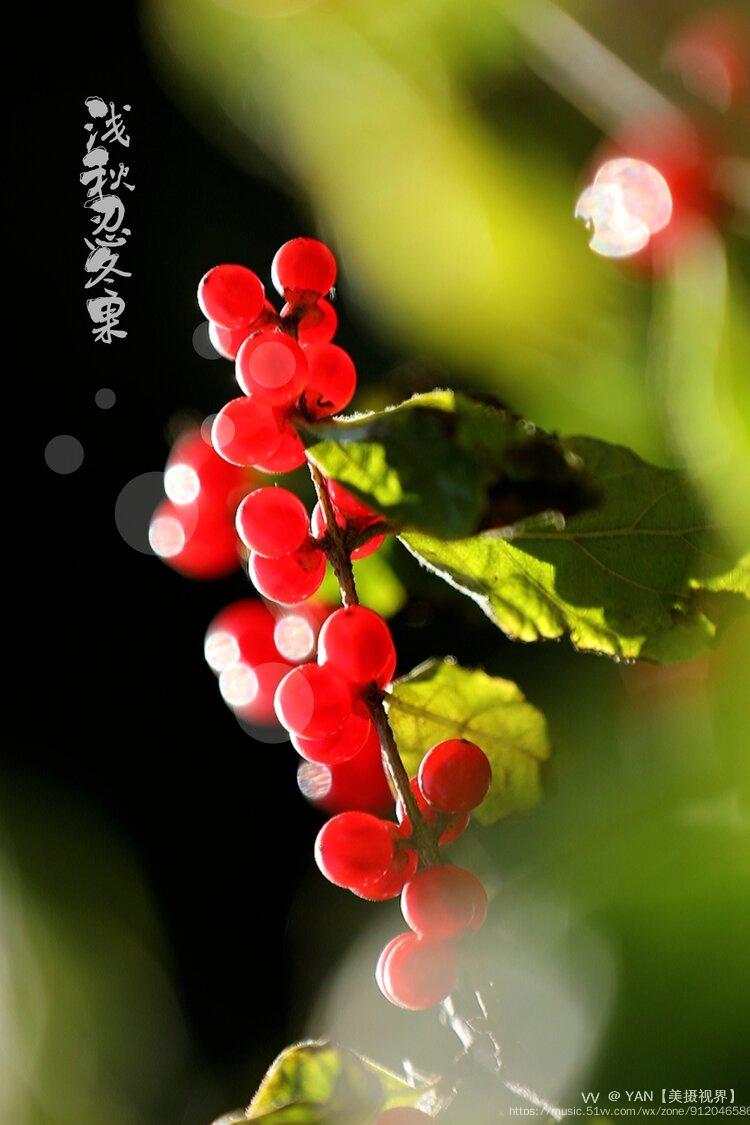 浅秋忍冬果红了