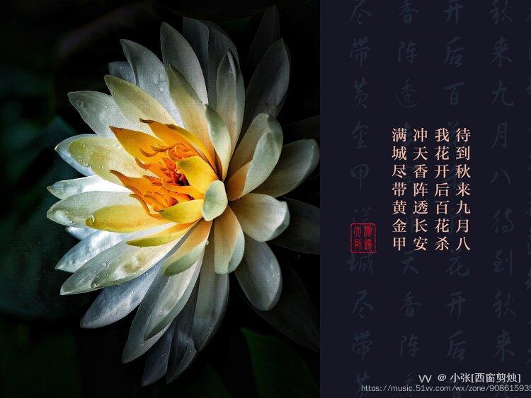 959495莲花处处开一念心清静步步莲花香步步微风起一叶一菩提一