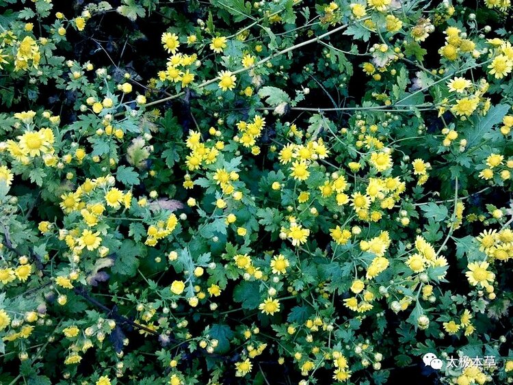 原创野菊花