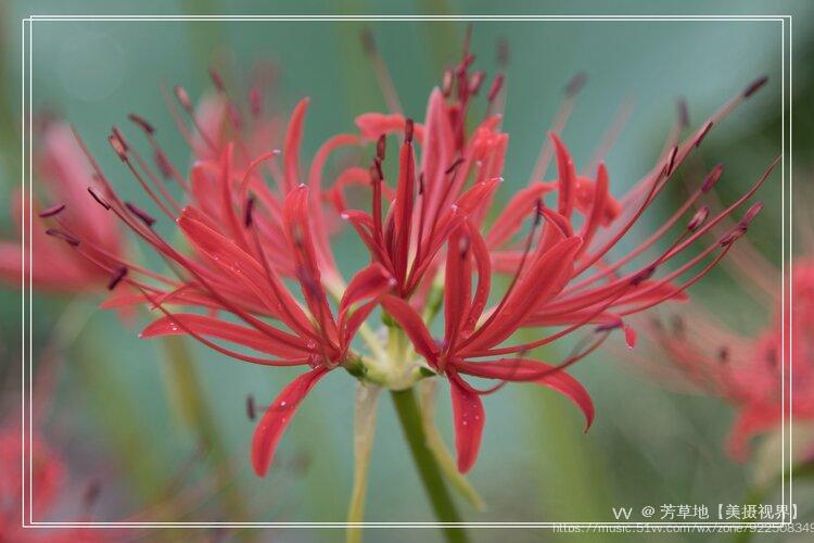 火红热烈的矮小石蒜首发