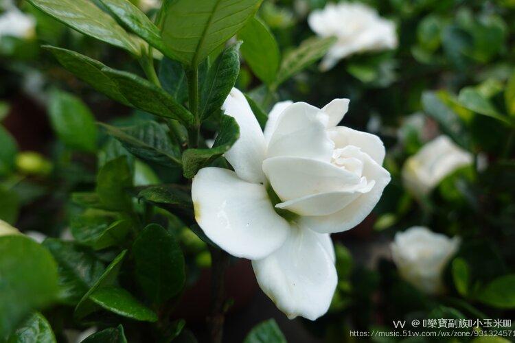 迷人香水花首发