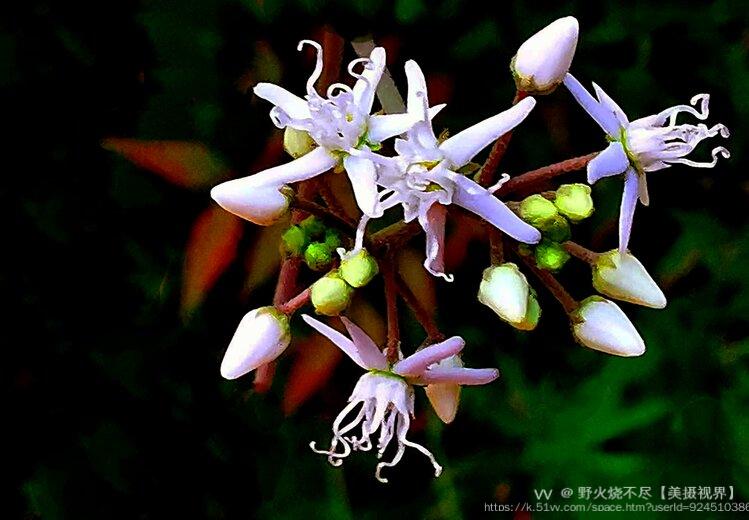 野火烧不尽【美摄视界】