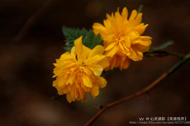 這種金黃色的花平淡無奇,西安隨處可見,特別是從迎春花開過後,它和