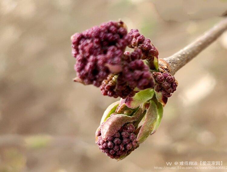 微距紫丁香花苞vv首发