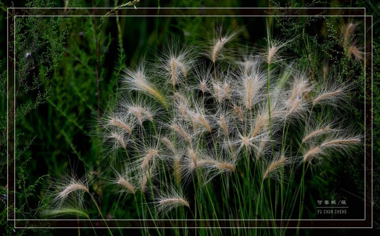 芒草生香芒草生香芒草生香芒草生香