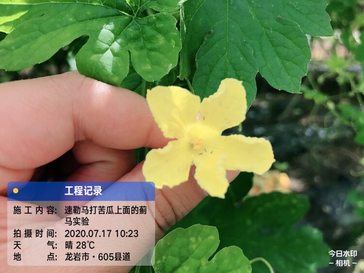 迷人的阿狗