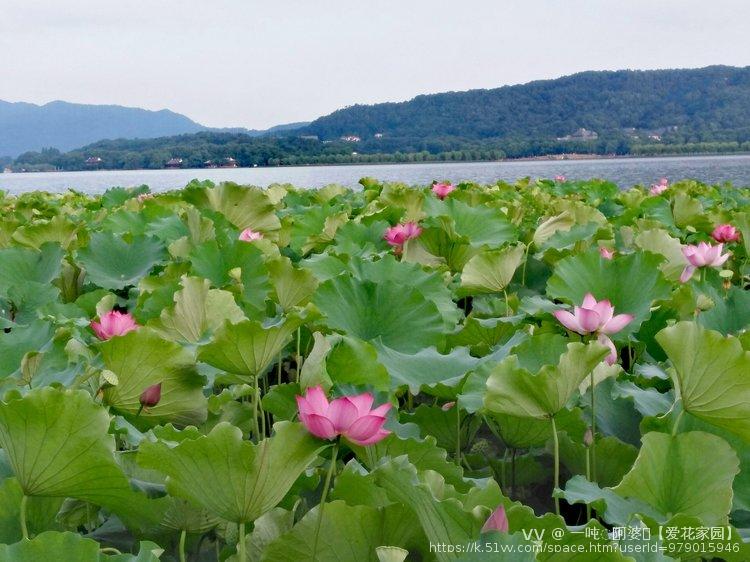 一吨◌ོ阿婆ꦿ【爱花家园】