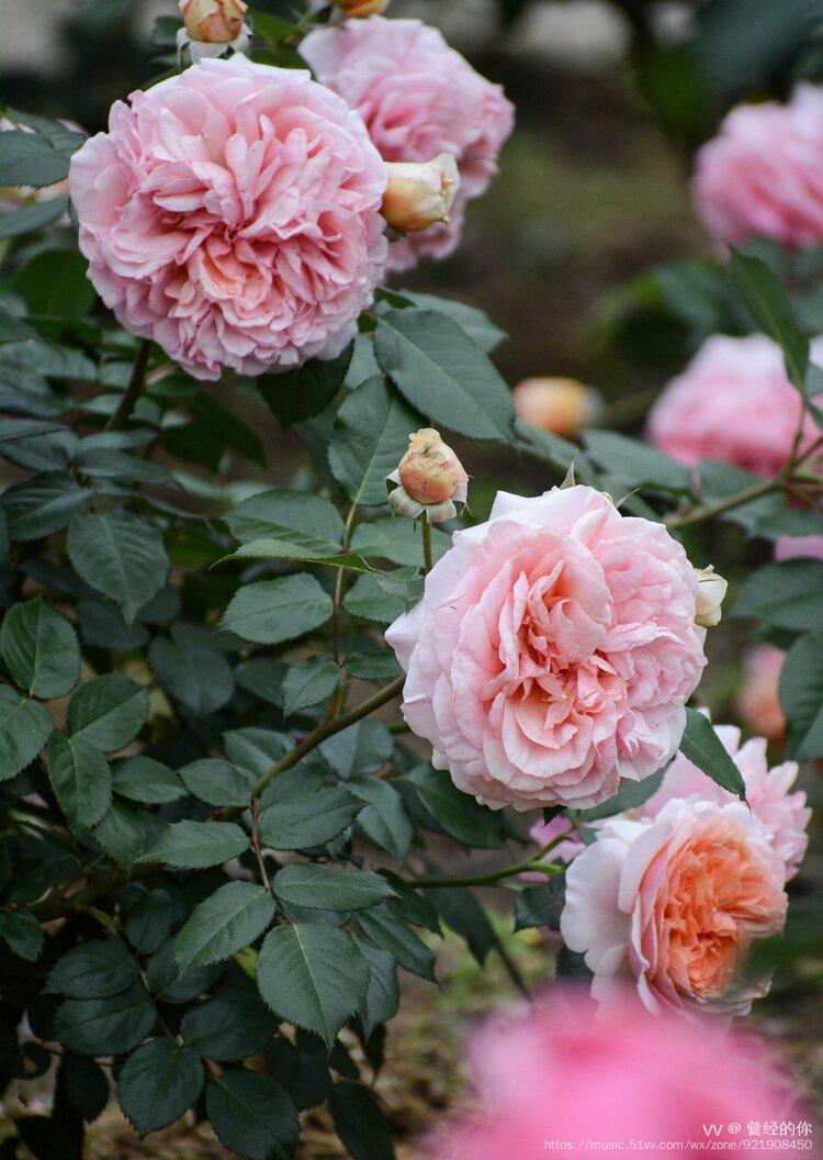 花城广州浪漫花季