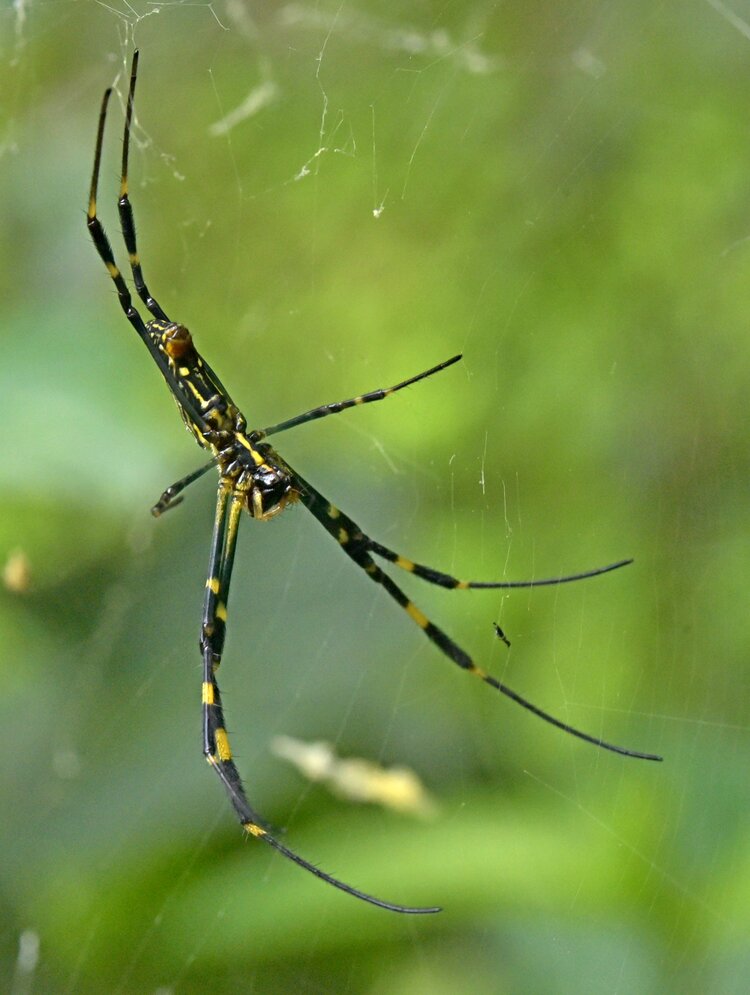 蜘蛛女郎络新妇蛛首发