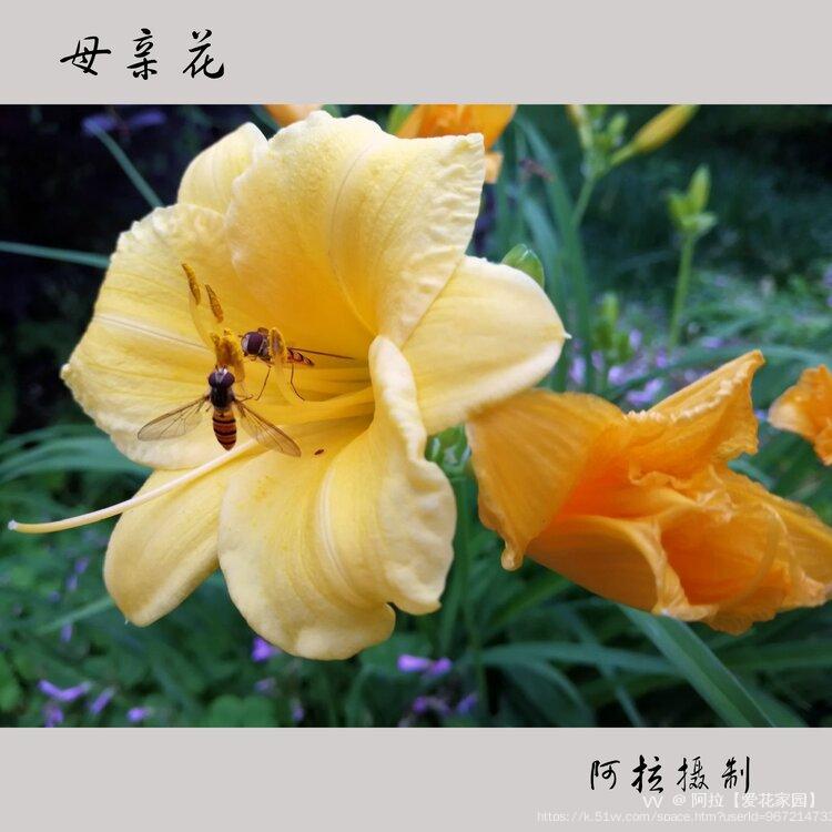 阿拉【爱花家园】