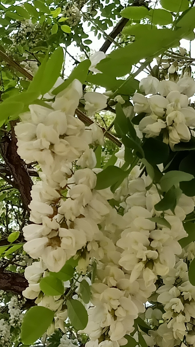 槐树花的花苞很独特,是扁状的,开花的时候会张开,有一瓣是反翘的,花瓣
