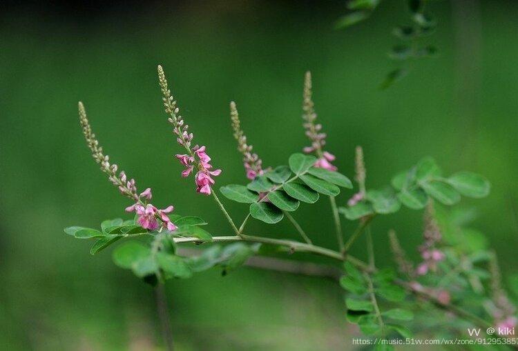 首发花城广州铁扫帚花