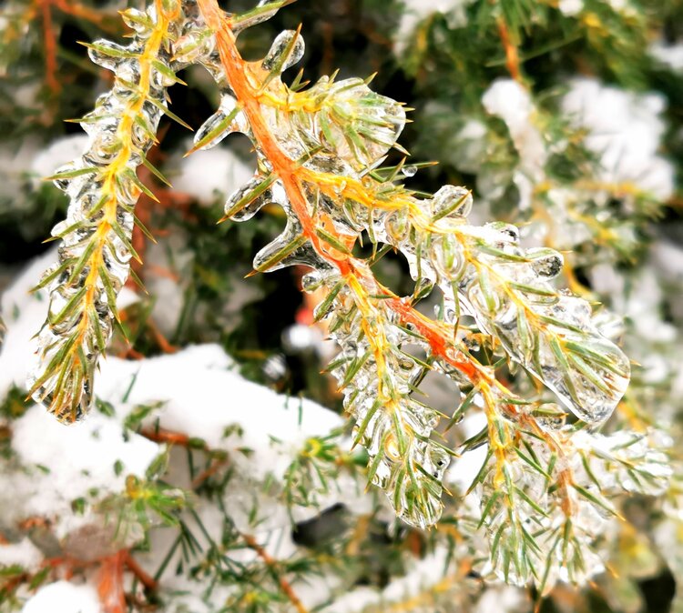 雪與雨的結晶2021年手機拍攝一之40