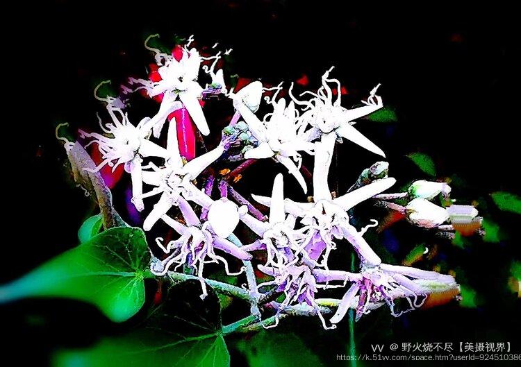 野火烧不尽【美摄视界】