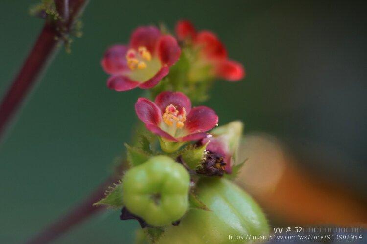 90  90观赏药用功效卓花红果绿富油脂边开花来边结果棉叶珊瑚生