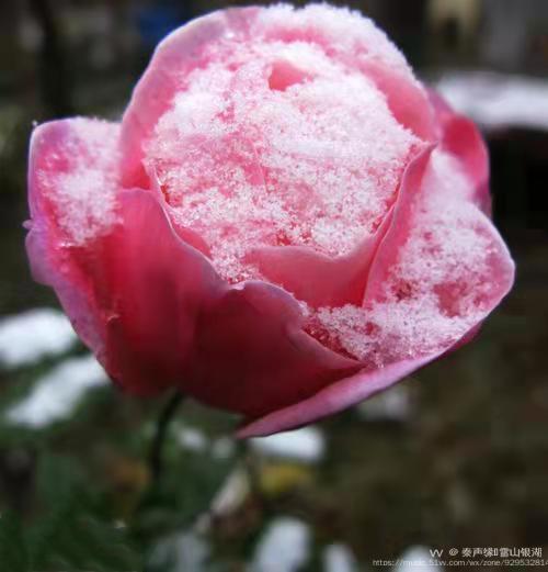 首发雪中月季花