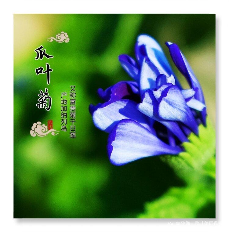 合家欢喜,繁荣昌盛.喜悦,快乐,瓜叶菊的花语是:【知识点】瓜叶菊