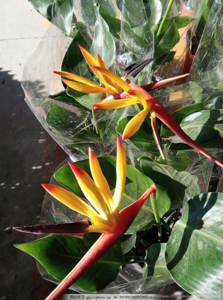 學名strelitzia reginae aiton別名天堂鳥極樂鳥花命名者及年代aiton