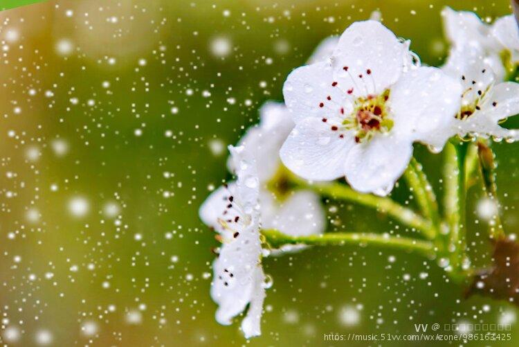 梨花飘雪