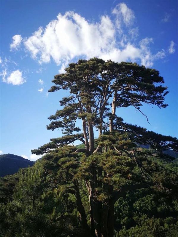 青松不老情谊永恒