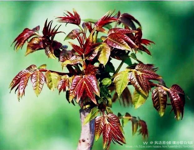 风语原创🎵 এ᭄ꦿ冷暖自知এ