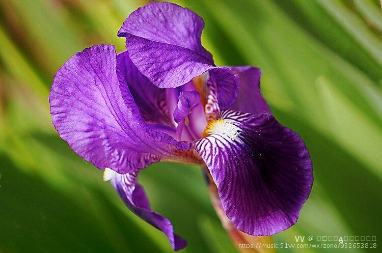 紫色鸢尾花静静的站立在那儿,静成了梵高笔下的油画.