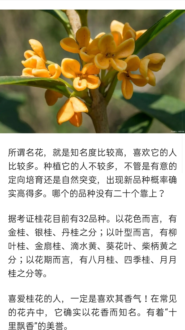 金秋九月丹桂飘香提前祝老师节日快乐