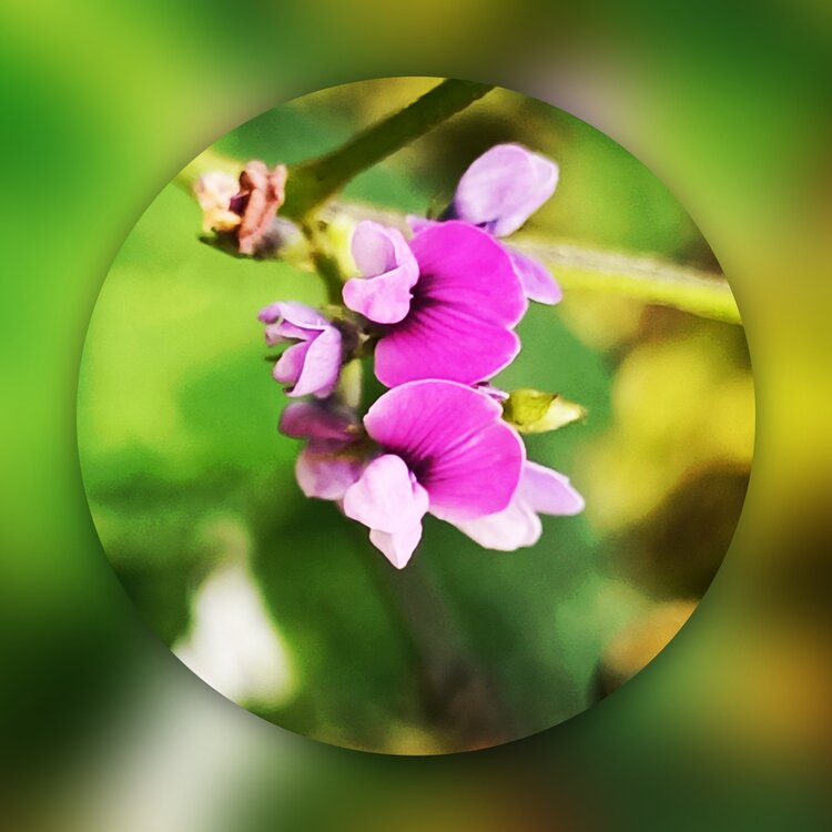 月小舞【情暖天涯】