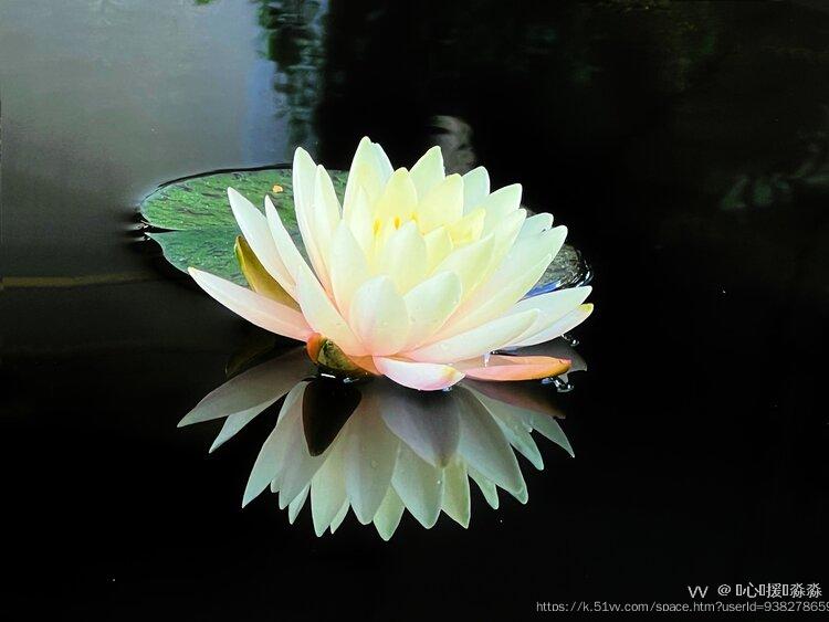 💞心✨援💞淼淼