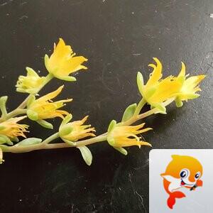 秀水涟漪【爱花家园】:多肉黄丽之花 - VV