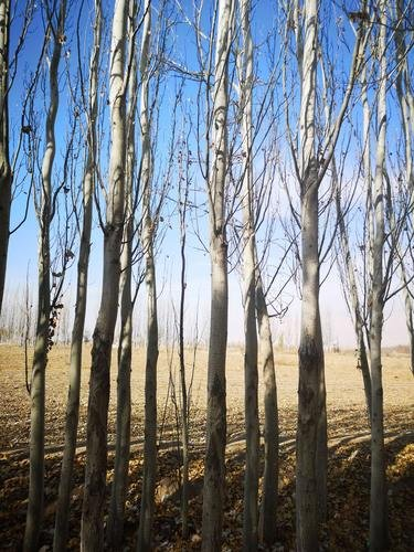 初融的高原上走过,看见平坦的大地上傲然挺立 这么一株或一排白杨树