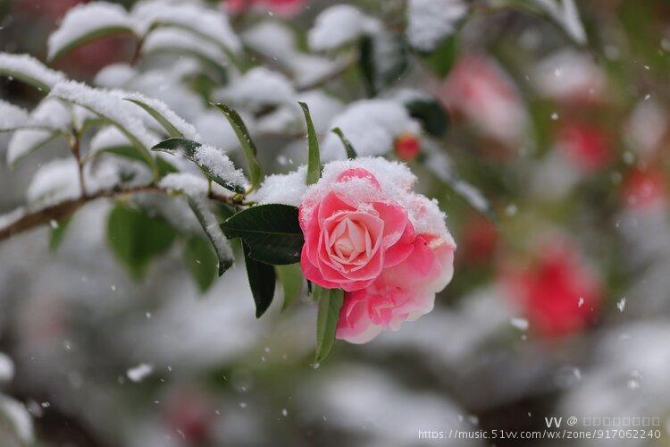 雪中山茶花十